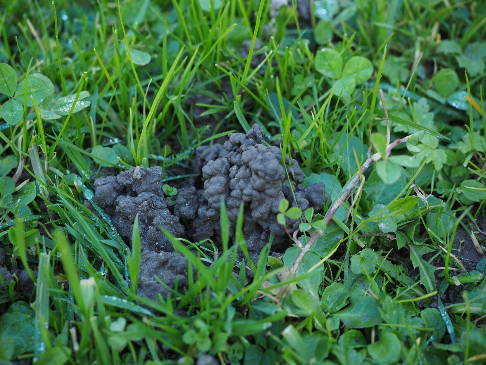 worm mounds